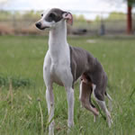 Phantom of Special Acres - Blue Irish Split-Face Italian Greyhound